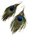 Wildly exotic. The natural ombre effect of Style&co.'s stunning peacock feather earrings creates an instant wow factor. Findings set in brass tone mixed metal. Approximate drop: 5 inches.