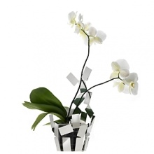 Designed by Mario Trimarchi for Alessi, this airy vase cover was created to chicly house orchids, providing support for the stems and water through transparent tubes.. Designed by Mario Trimarchi for Alessi, this airy vase cover was created to chicly house orchids, providing support for the stems and water through transparent tubes..