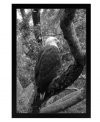 A majestic bald eagle surveys the land for prey in this tranquil depiction of the national bird. Classic in black and white, the framed print captivates naturalists and appeals to the American spirit.