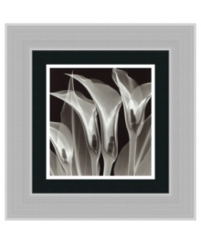 A fusion of art and technology, this art print offers a fresh look at calla lilies. By combining x-ray images, artist Steven Meyers captures otherwise unseen details and dramatic shadows. Framed in stainless steel for a sophisticated, modern finish.