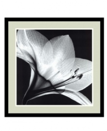 Take a closer look with this black-and-white Amaryllis print by Steven N. Meyers. A combination of x-ray images reveals astonishing, otherwise unseen detail in this stunning flower. With a simple black frame made of solid wood.